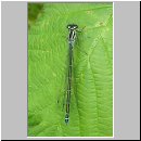 Coenagrion puella - Hufeisen-Azurjungfer w04.jpg